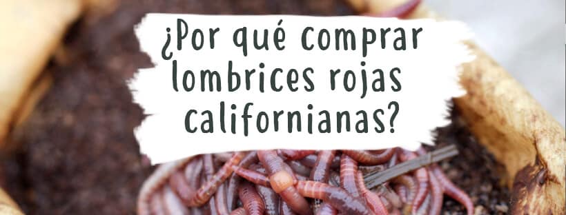 ¿Por Qué Comprar Lombrices Rojas Californianas?