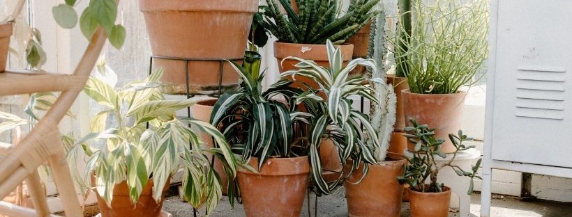¿Cuáles Son Las Mejores Macetas Para Plantas? - Pur Plant