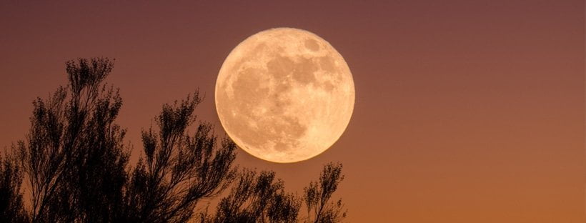Cuándo Abonar Mis Plantas Según La Luna