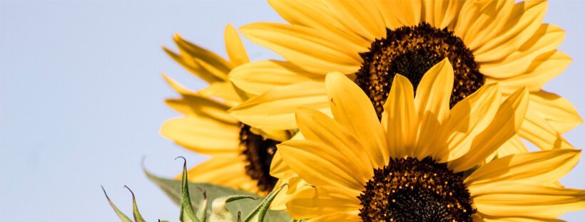 Cuándo Plantar Semillas De Girasol