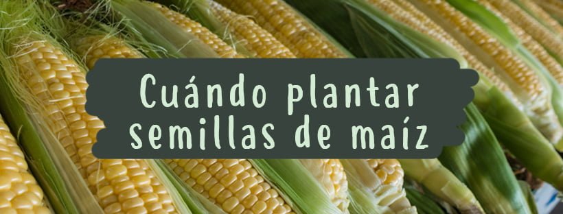Cuándo Plantar Semillas De Maíz