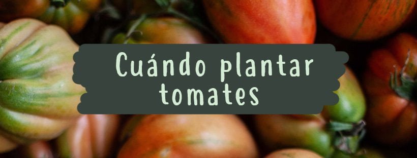 Cuándo Plantar Tomates (Paso A Paso)