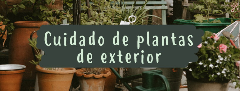 Cuidado De Plantas De Exterior (Guía Completa)