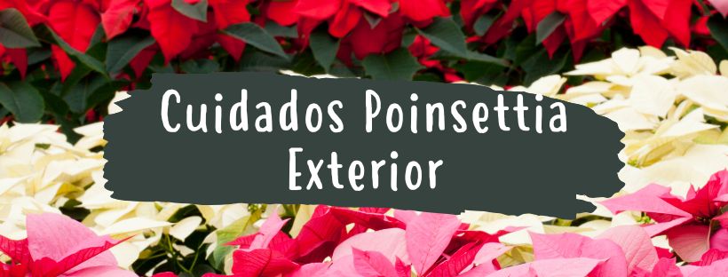 Cómo Cuidar Flor De Pascua En Exterior