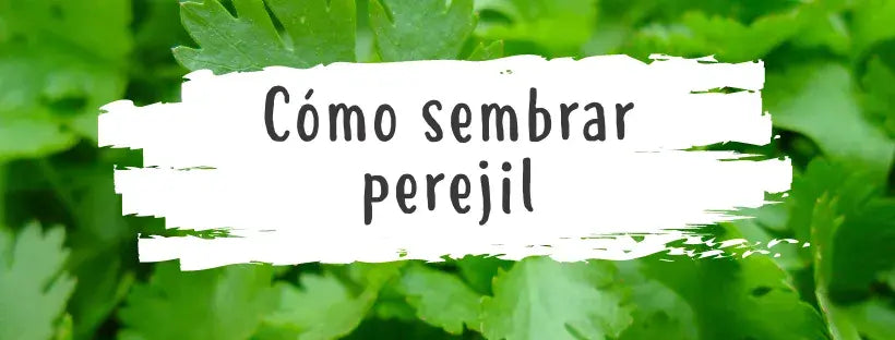 Semillas De Perejil: Todo Lo Que Necesitas Saber