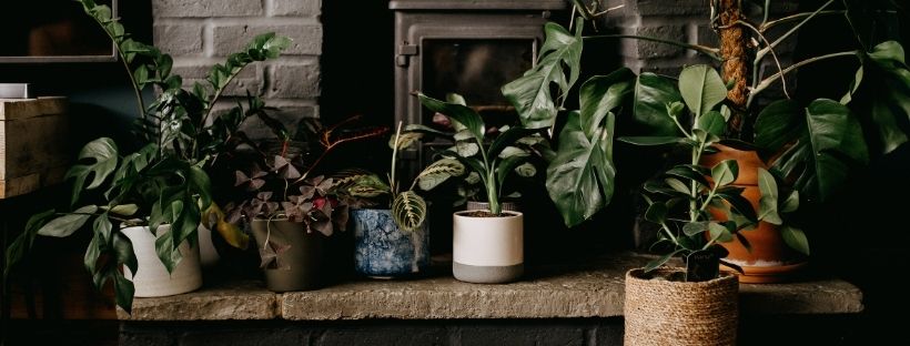 Decoración De Casa Con Plantas: El Nuevo Hobby
