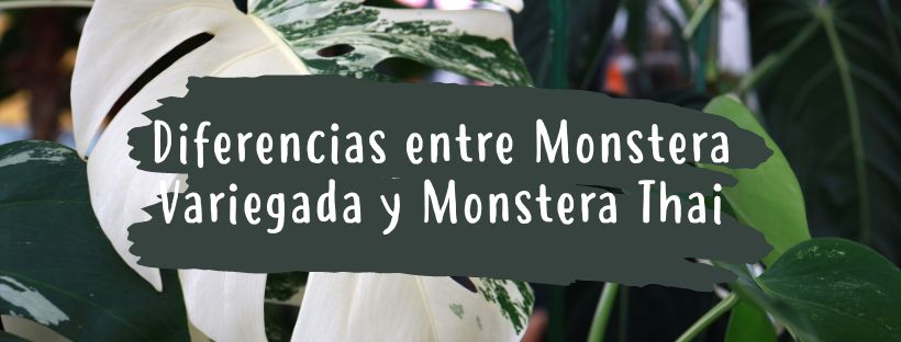Diferencias Entre Monstera Variegada Monstera Thai Constellation