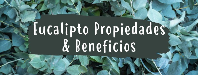 Eucalipto: Propiedades Y Beneficios