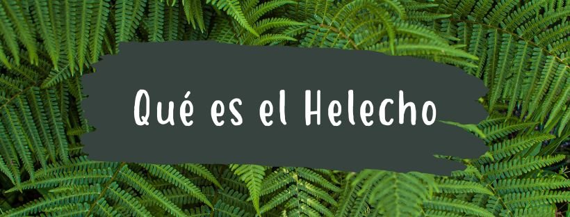 Helecho: Qué Es Y CuáLes Son Sus Partes - Pur Plant