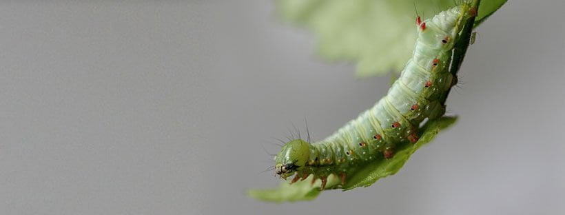 Insecticida Casero Para Plantas (Receta Fácil Y Rápida)
