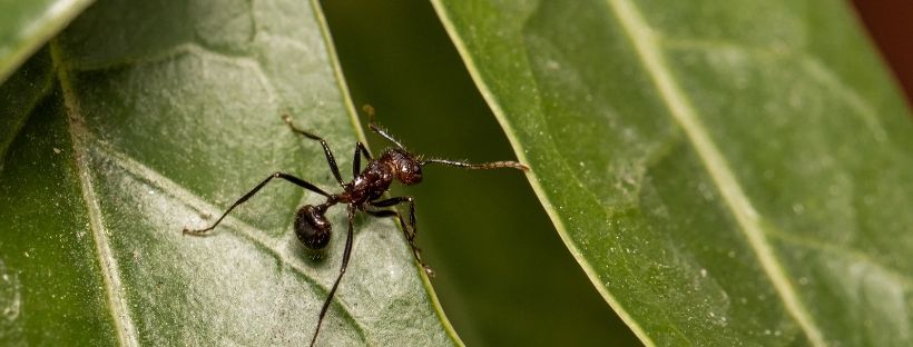 Insecticida Para Hormigas (Receta Fácil Y Rápida)