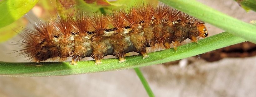 Insecticida Para Orugas (Receta Fácil Y Rápida)