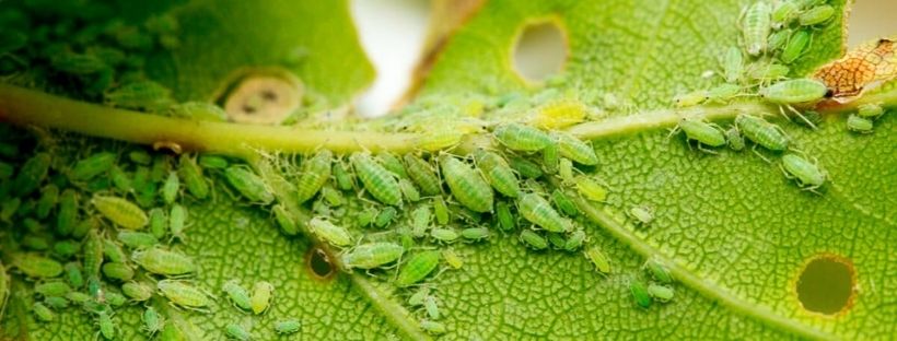 Insecticida Para Pulgón (Receta Fácil Y Rápida)
