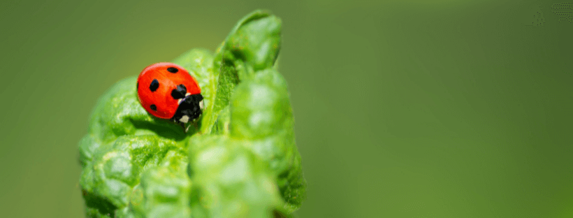 Insectos Beneficiosos Para Plantas
