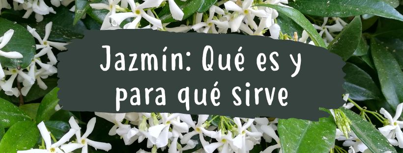 Jazmín: Propiedades Y Beneficios