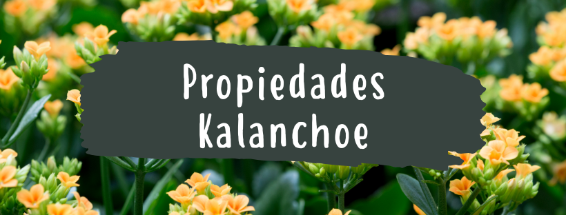 Kalanchoe: Propiedades Y Beneficios