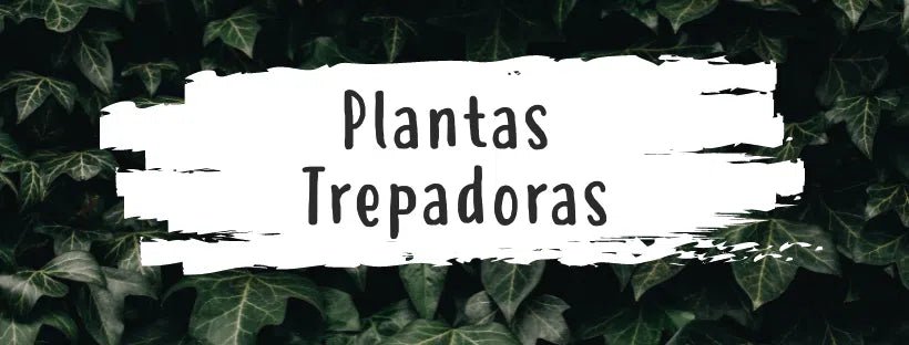 Las Mejores Plantas Trepadoras Para Casa - Pur Plant