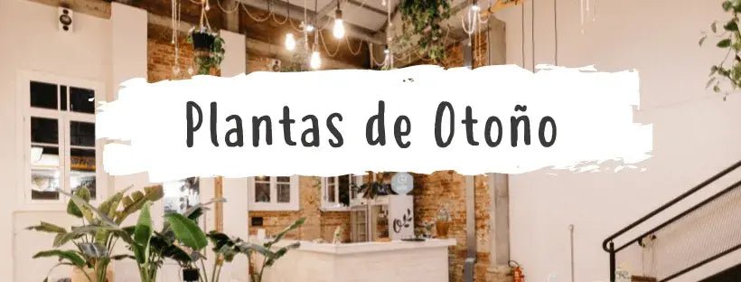 Las Plantas Perfectas Para Otoño