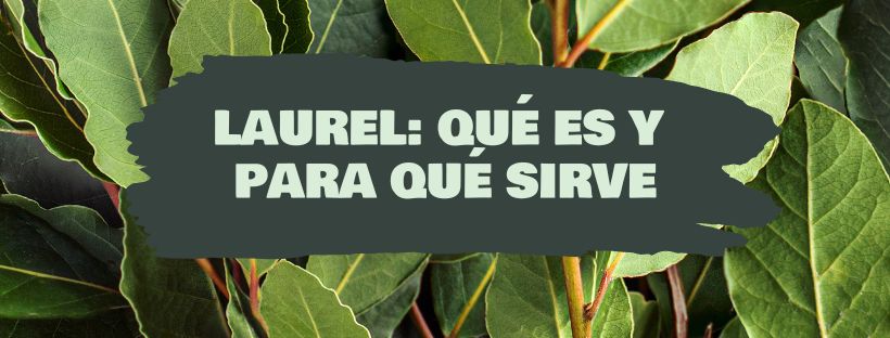 Laurel: Qué Es Y Para Qué Sirve