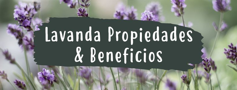 Lavanda: Propiedades Y Beneficios
