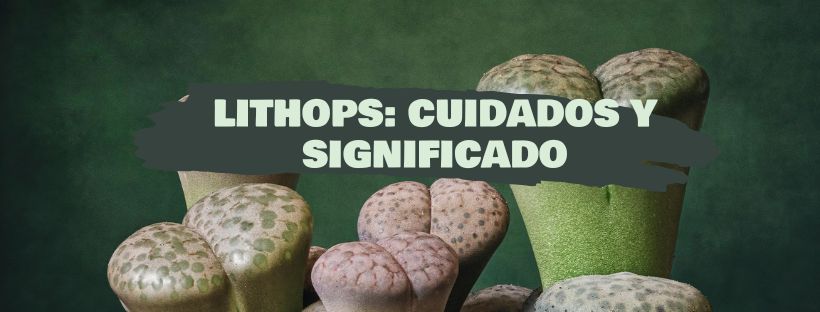 Lithops: Qué Son Y Cómo Cuidarlos