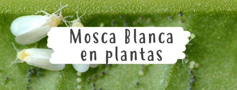 Mosca Blanca En Plantas (Cómo Combatir La Plaga)