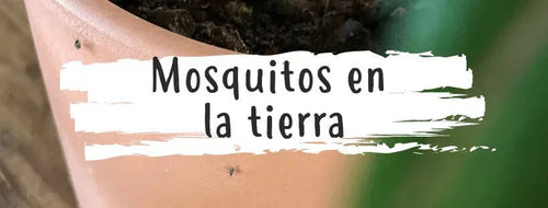 Mosquitos En Las Plantas: ¿Cómo Eliminarlos?
