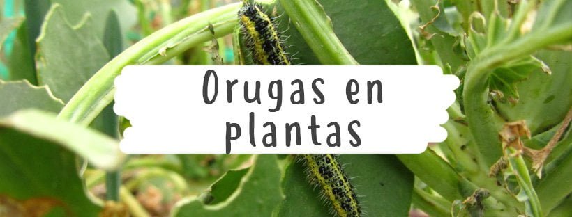 Oruga En Plantas: Aprende A Combatirlas - Pur Plant