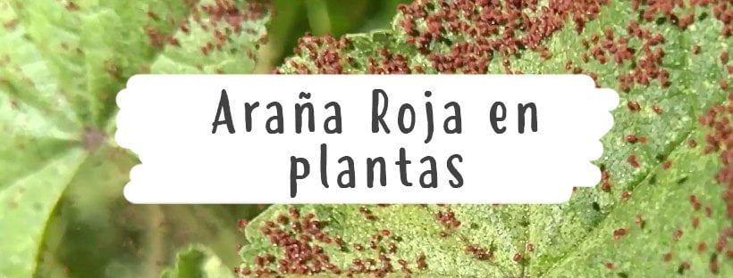 Araña Roja En Plantas: Cómo Eliminar La Plaga