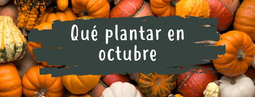 Qué Plantar En Octubre