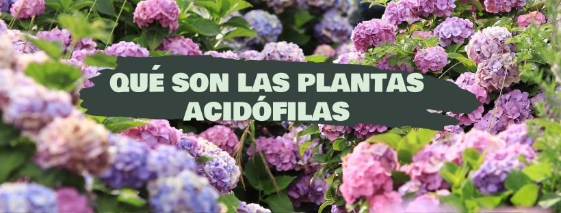 Plantas Acidófilas: Qué Son, Ejemplos Y Cuidados
