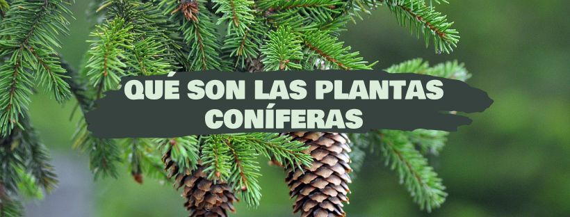 Plantas Coníferas: Qué Son, Ejemplos Y Cuidados