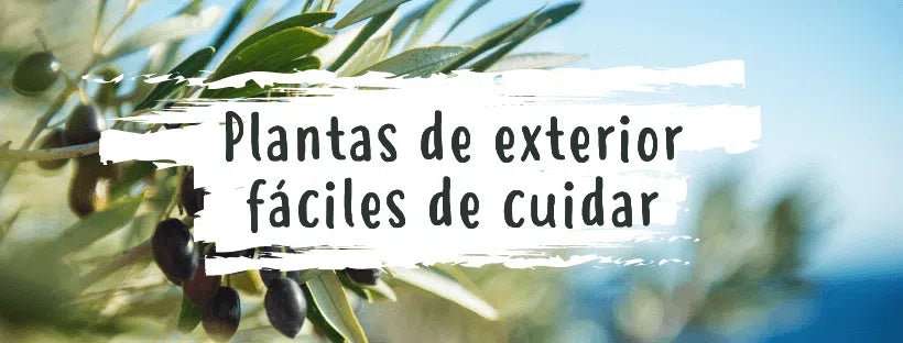 Plantas De Exterior Fáciles De Cuidar