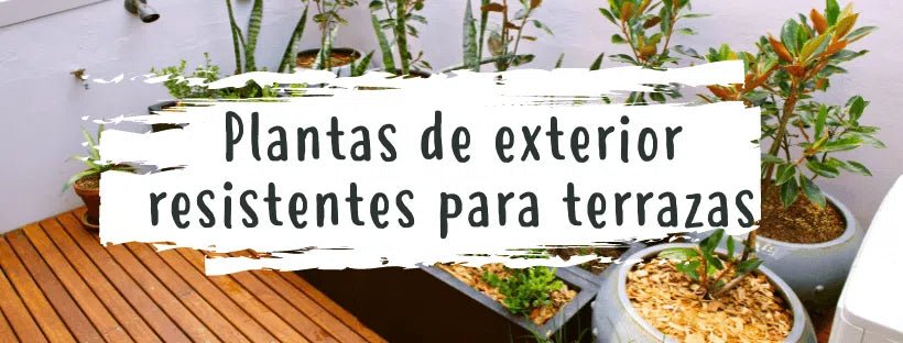 Plantas De Exterior Resistentes Para Terrazas