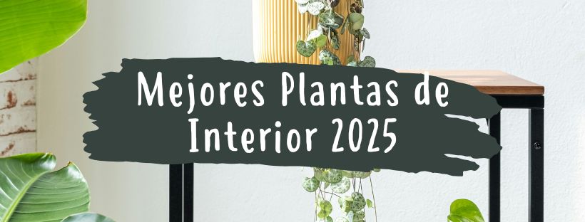 ¿Cuáles Son Las Mejores Plantas De Interior?