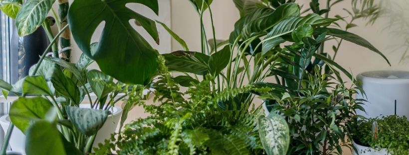 Plantas De Interior Que Necesitan Poca Luz