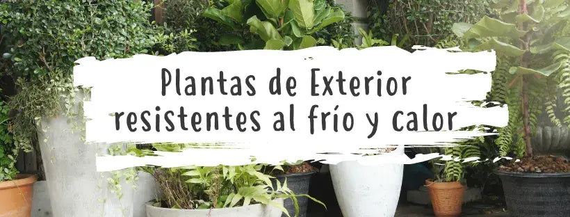 Plantas De Exterior Resistentes Al Frío & Calor