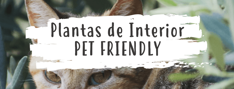 Top Plantas De Interior Per Friendly