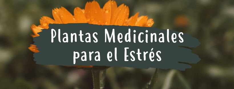 Plantas Medicinales Para El Estrés