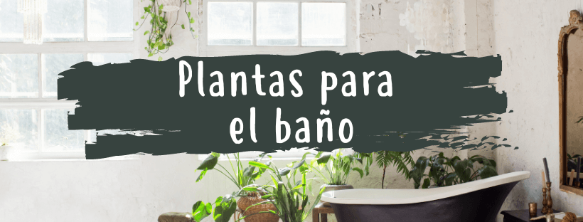Plantas Para El Baño, ¿CuáLes Son Las Mejores? - Pur Plant