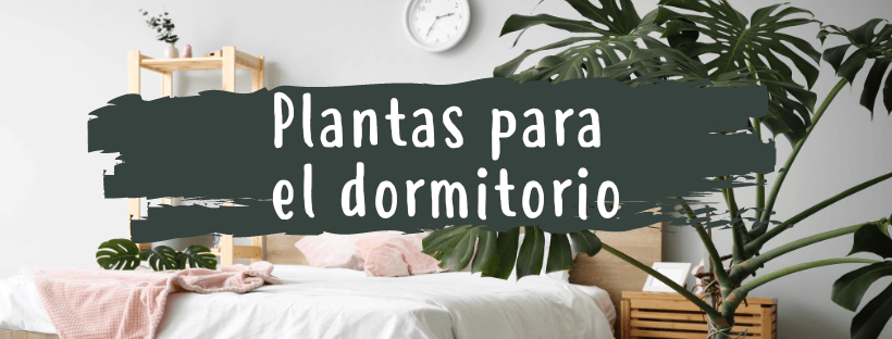 Plantas Para El Dormitorio, ¿CuáLes Son Las Mejores? - Pur Plant