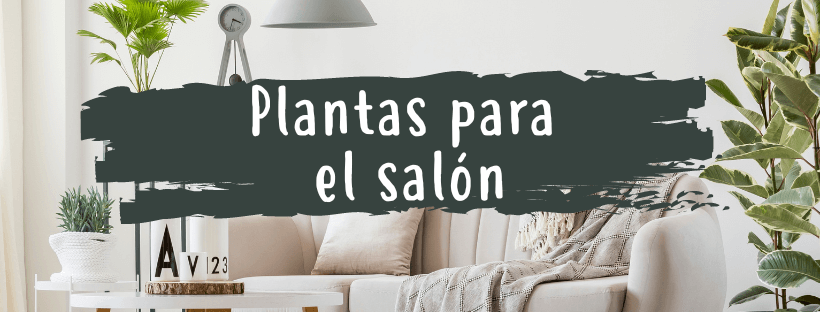 Plantas Para El Salón, ¿CuáLes Son Las Mejores?