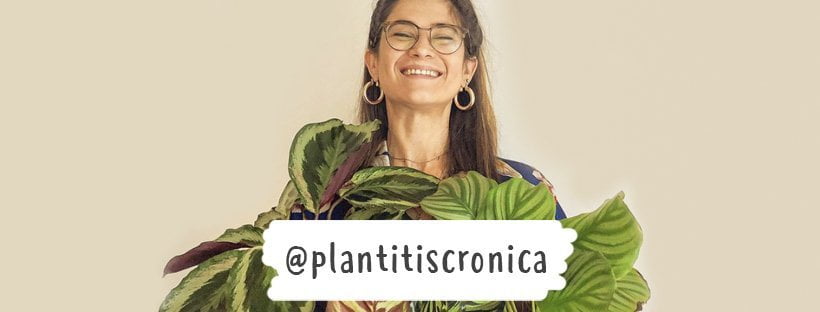Las Plantas De Interior Imprescindibles De Clara