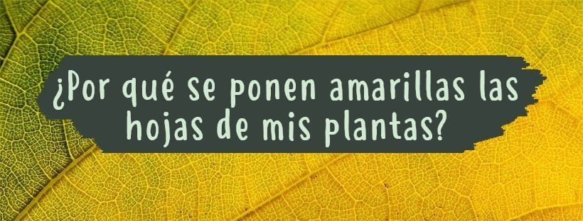 ¿Por Qué Se Ponen Amarillas Las Hojas De Plantas?