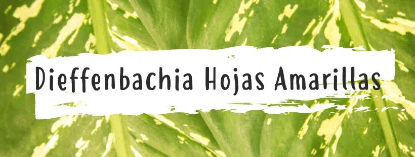 ¿Por Qué Se Ponen Las Hojas Amarillas En Dieffenbachia?