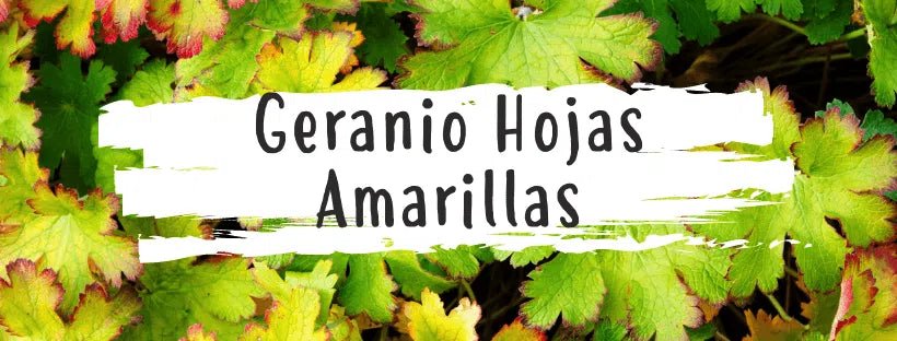 ¿Por Qué Se Ponen Las Hojas Amarillas En Geranio?
