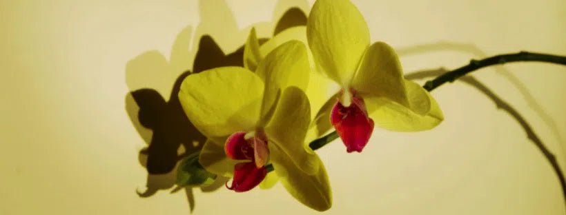 ¿Por Qué Se Ponen Las Hojas Amarillas En OrquíDeas?
