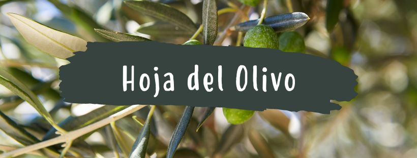 Propiedades De Las Hojas Del Olivo - Pur Plant