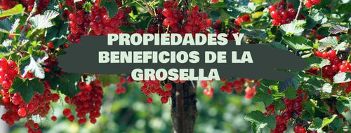 Grosella: Qué Es, Propiedades Y Beneficios