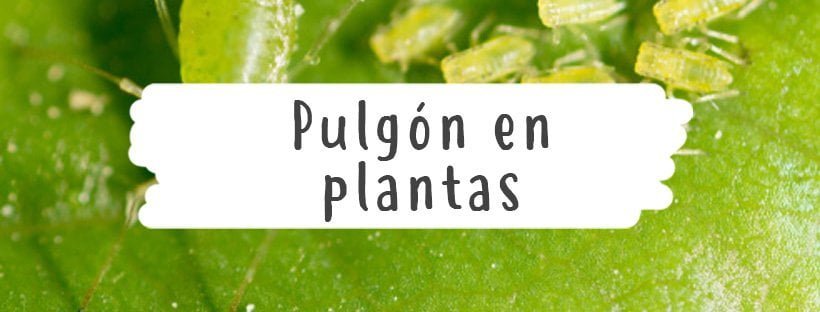Pulgones En Plantas- Cómo Eliminar El Pulgón